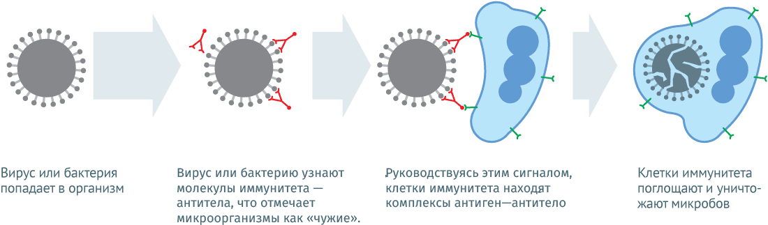 На чем основан принцип вакцинации. Смотреть фото На чем основан принцип вакцинации. Смотреть картинку На чем основан принцип вакцинации. Картинка про На чем основан принцип вакцинации. Фото На чем основан принцип вакцинации