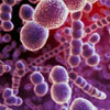 К вирусным заболеваниям относятся грипп ангина чума оспа краснуха холера thumbnail